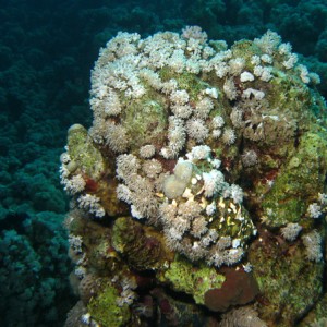 2007-04-03_-_Dive_2_-_Sharm_-_Middle_garden_-_Whitish_corals