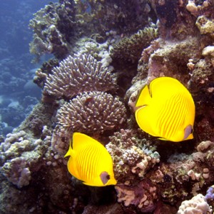 2007-04-04_-_Dive_3_-_Ras_Ghazlani_-_Orangeface_butterflyfish