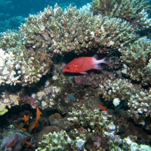 2007-04-04_-_Dive_3_-_Ras_Ghazlani_-_Hiding_tailspot_squirrelfish