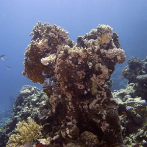 2007-04-04_-_Dive_3_-_Ras_Ghazlani_-_Pinnacle