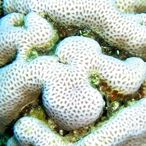 2007-04-04_-_Dive_3_-_Ras_Ghazlani_-_Brain_coral_macro