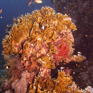 2007-04-04_-_Dive_4_-_Ras_Mohammed_-_Shark_and_Yolanda_reefs_-_Fire_coral_p