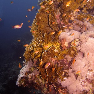 2007-04-04_-_Dive_4_-_Ras_Mohammed_-_Shark_and_Yolanda_reefs_-_Fire_coral_e