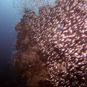 2007-04-04_-_Dive_4_-_Ras_Mohammed_-_Shark_and_Yolanda_reefs_-_Glassfish_sh