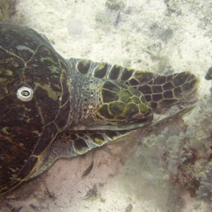 2007-04-04_-_Dive_4_-_Ras_Mohammed_-_Shark_and_Yolanda_reefs_-_Green_turtle