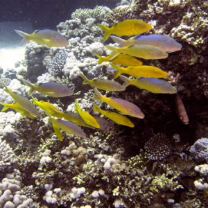 2007-04-04_-_Dive_3_-_Ras_Ghazlani_-_Yellowsaddle_goatfish_school