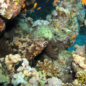 2007-04-04_-_Dive_4_-_Ras_Mohammed_-_Shark_and_Yolanda_reefs_-_Brown_markbl