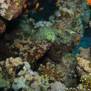 2007-04-04_-_Dive_5_-_Ras_Umm_Sid_-_Brown_markbled_grouper