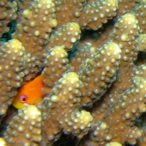 2007-04-05_-_dive_6_-_Tiran_Straits_-_Gordon_Reef_-_Hiding_fish