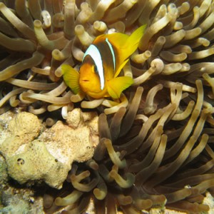 2007-04-05_-_dive_6_-_Tiran_Straits_-_Gordon_Reef_-_Clown_fish_and_anenome