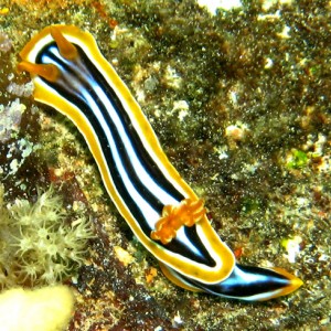 2007-04-04_-_Dive_4_-_Ras_Mohammed_-_Shark_and_Yolanda_reefs_-_Nudibranch_-