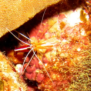 2007-04-04_-_Dive_5_-_Ras_Umm_Sid_-_White_banded_cleaner_shrimp