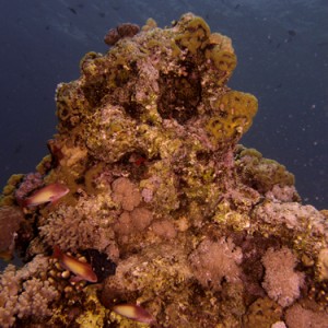 2007-04-05_-_dive_6_-_Tiran_Straits_-_Gordon_Reef_-_Pinnacle