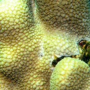 2007-04-05_-_dive_7_-_Tiran_Straits_-_Kormoran_wreck_-_Honeycomb_coral