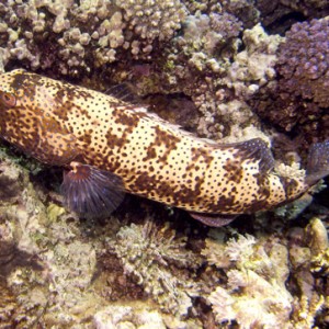 2007-04-05_-_dive_7_-_Tiran_Straits_-_Kormoran_wreck_-_Brown_marbled_groupe