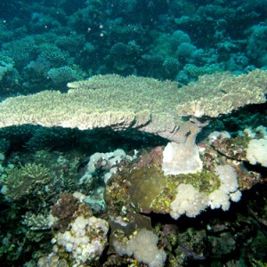 2007-04-05_-_dive_7_-_Tiran_Straits_-_Kormoran_wreck_-_Acropora_table