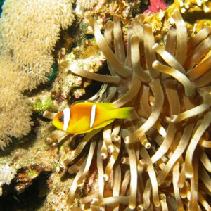 2007-04-06_-_Dive_8_-_Tiran_Straits_-_Jackson_Reef_-_Clownfish_and_bubble_a