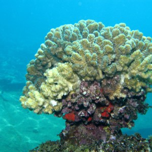 2007-04-05_-_dive_7_-_Tiran_Straits_-_Kormoran_wreck_-_Acropora_head