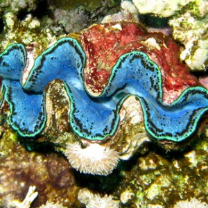 2007-04-05_-_dive_7_-_Tiran_Straits_-_Kormoran_wreck_-_Giant_clam