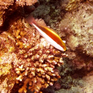 2007-04-06_-_Dive_8_-_Tiran_Straits_-_Jackson_Reef_-_Unidentified_fish