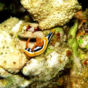 2007-04-06_-_Dive_8_-_Tiran_Straits_-_Jackson_Reef_-_Pyjama_chromodoris