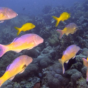 2007-04-06_-_Dive_8_-_Tiran_Straits_-_Jackson_Reef_-_School_of_yellowsaddle