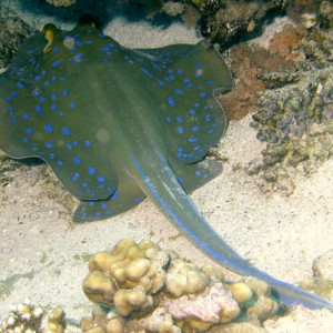 2007-04-06_-_Dive_9_-_Tiran_Straits_-_Woodhouse_Reef_-_Blue_spotted_ray