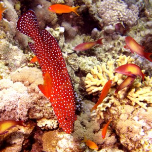 2007-04-06_-_Dive_8_-_Tiran_Straits_-_Jackson_Reef_-_Feeding_coral_hind