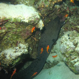 2007-04-06_-_Dive_8_-_Tiran_Straits_-_Jackson_Reef_-_Giant_moray_with_defor