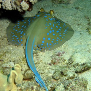 2007-04-07_-_Dive_12_-_Near_Gardens_-_Blue_spotted_ray_-_edited