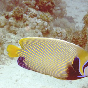 2007-04-07_-_Dive_11_-_Tiran_Straits_-Gordon_Reef_-_Emperor_angelfish