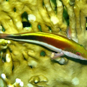 2007-04-07_-_Dive_10_-_Tiran_Straits_-_Thomas_Reef_-_Unidentified_fish