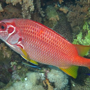 2007-04-07_-_Dive_10_-_Tiran_Straits_-_Thomas_Reef_-_Longjawed_squirrelfish