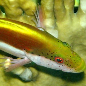 2007-04-07_-_Dive_10_-_Tiran_Straits_-_Thomas_Reef_-_Unidentified_fish_head