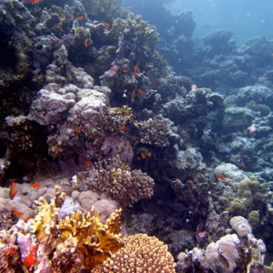 2007-04-07_-_Dive_11_-_Tiran_Straits_-Gordon_Reef_-_Reef_scene