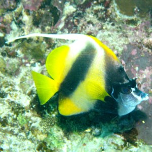 2007-04-07_-_Dive_10_-_Tiran_Straits_-_Thomas_Reef_-_Red_Sea_Bannerfish