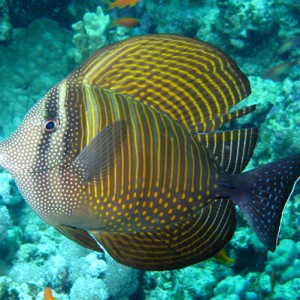 2007-04-07_-_Dive_10_-_Tiran_Straits_-_Thomas_Reef_-_Sailfin_tang_-_edited