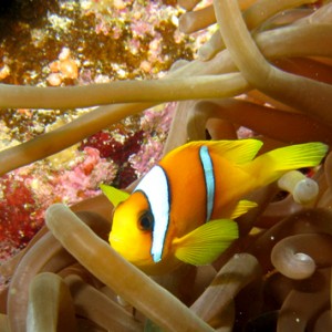 2007-04-07_-_Dive_10_-_Tiran_Straits_-_Thomas_Reef_-_Clownfish_and_anenome