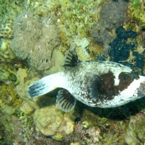 2007-04-07_-_Dive_11_-_Tiran_Straits_-Gordon_Reef_-_Masked_pufferfish_-_edi