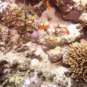 2007-04-07_-_Dive_10_-_Tiran_Straits_-_Thomas_Reef_-_What_on_earth_is_this_