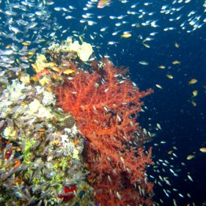 2007-04-07_-_Dive_12_-_Near_Gardens_-_Glassfish_clouds