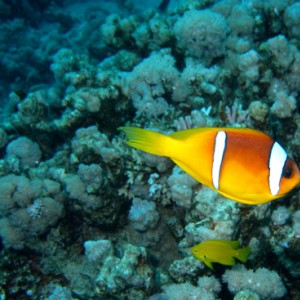 2007-04-07_-_Dive_12_-_Near_Gardens_-_Clownfish_in_a_hurry