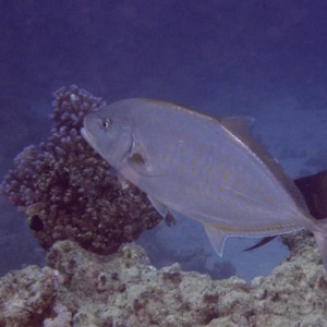 2007-04-07_-_Dive_12_-_Near_Gardens_-_Orangespotted_trevally