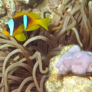 2007-04-07_-_Dive_12_-_Near_Gardens_-_Clownfish_and_anenome_-_edited