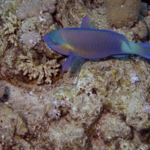 2007-04-07_-_Dive_12_-_Near_Gardens_-_Bulletheaded_parrotfish