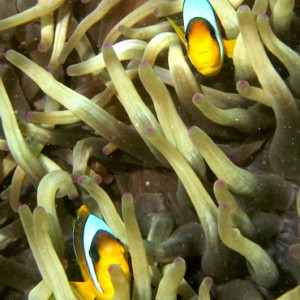 2008-04-07_-_Dive_13_-_Temple_-_Clownfish_and_anemone