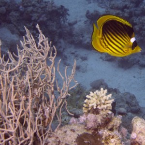 2007-04-07_-_Dive_12_-_Near_Gardens_-_Raccoon_butterflyfish