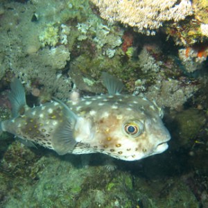 2007-04-07_-_Dive_12_-_Near_Gardens_-_Yellowspotted_burrfish