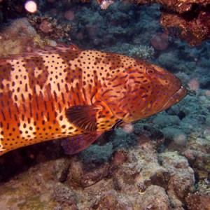 2008-04-07_-_Dive_13_-_Temple_-_Another_coralgrouper