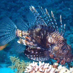 2008-04-07_-_Dive_13_-_Temple_-_Common_lionfish